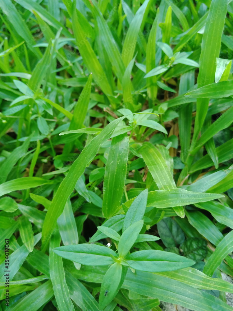 Spring fresh green grass close-up only grown after winter in early morning Spring fresh green grass close-up only grown after winter in early morning