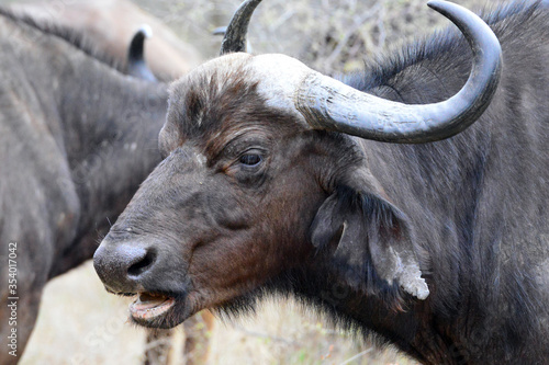 Cape buffalo, Kruger National Park, South Africa,Kapbüffel, Krüger-Nationalpark, Südafrika