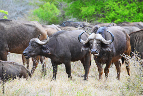 Cape buffalo  Kruger National Park  South Africa Kapb  ffel  Kr  ger-Nationalpark  S  dafrika