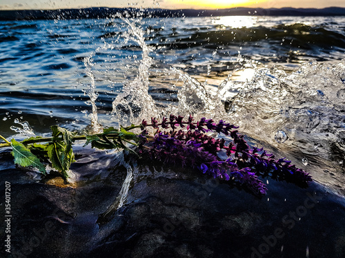 Drops of water at sunset!