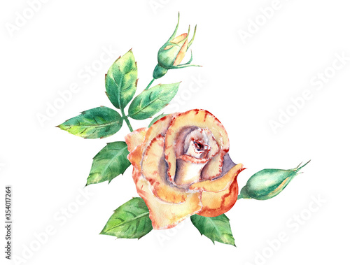 Peach roses, green leaves, open and closed flowers. A bouquet of flowers for ...