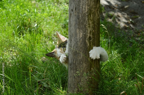 a cat hidden behind a tree