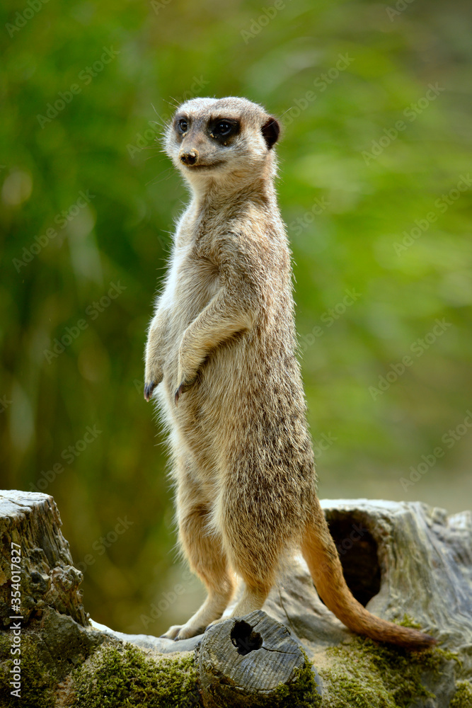 Fototapeta premium Closeup of a meerkat (Suricata) standing on its hind legs on stump tree