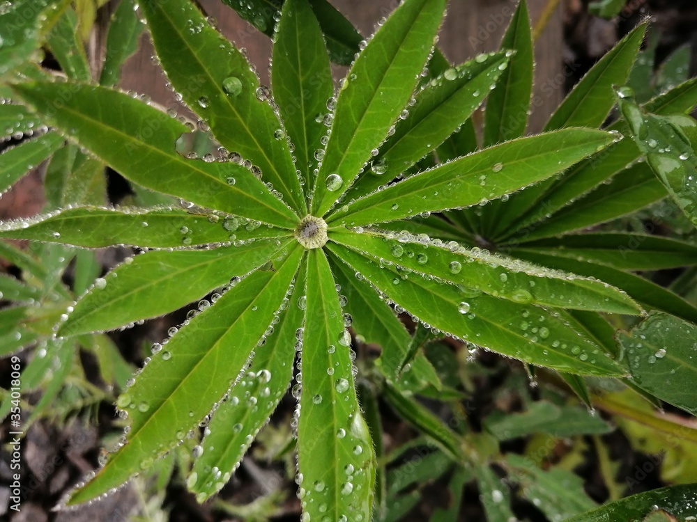 dew plants large greens morning interesting dew plants large greens morning interesting