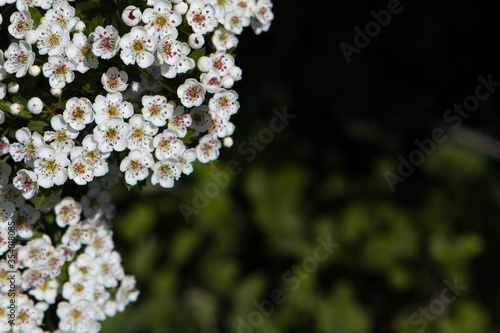 Small white flowers in a dark forest with copy space