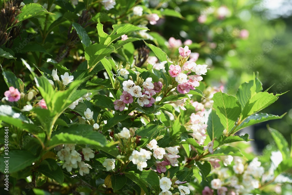 Fototapeta premium Weigela coraeensis flowers / Caprifoliaceae deciduous shrub