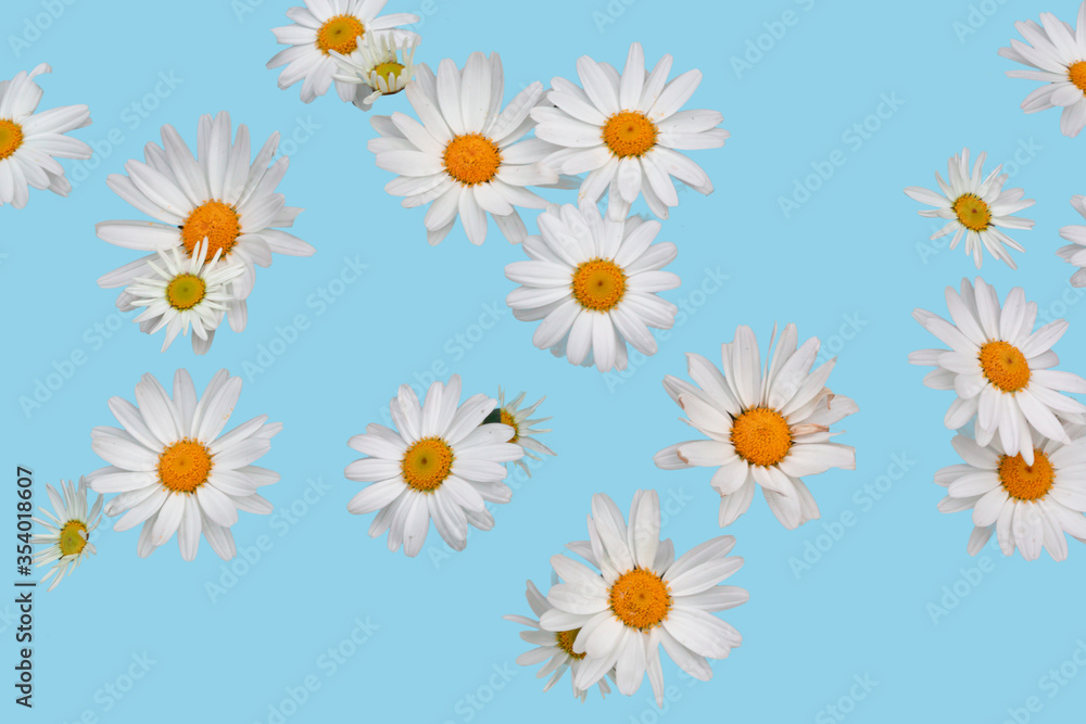 Top view daisy blossoms on colored background Top view daisy blossoms on colored background