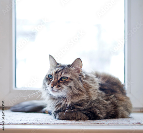 The grey cat lying on the windowsill.