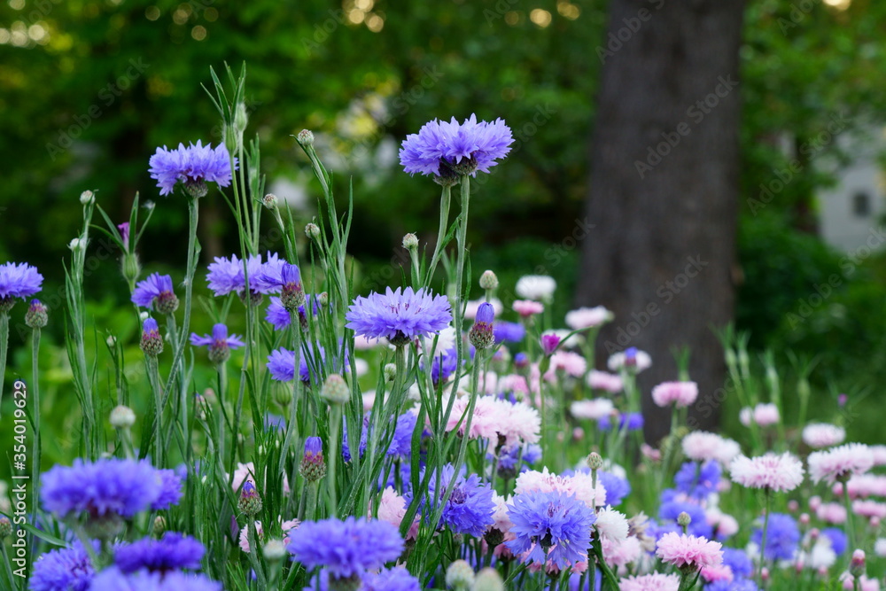 Fototapeta premium 夏の庭に咲くヤグルマギクの花