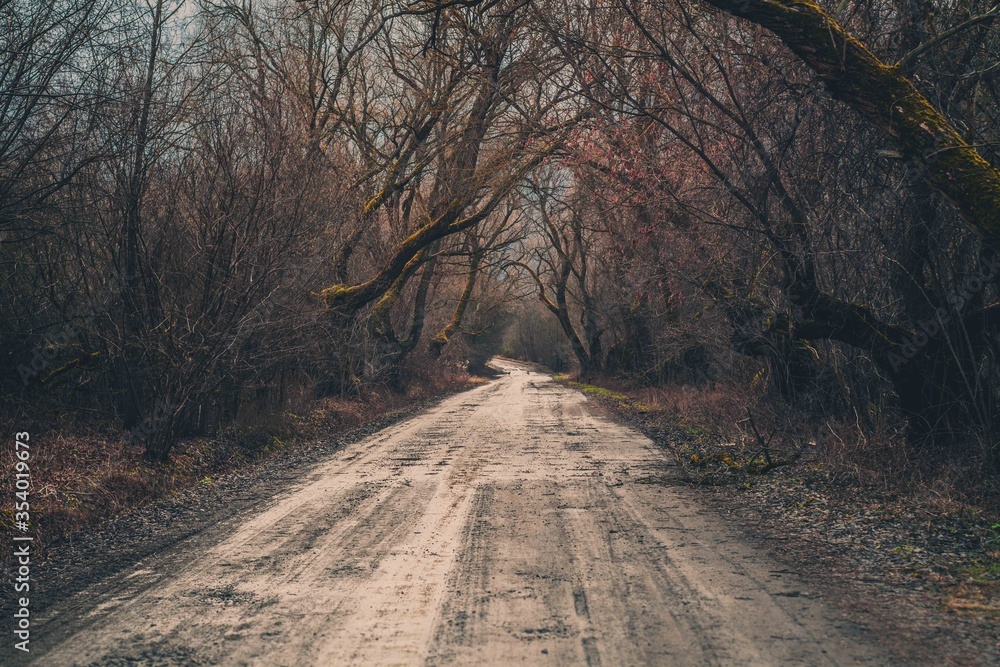 Fototapeta premium Piaszczysta droga między drzewami jesienią