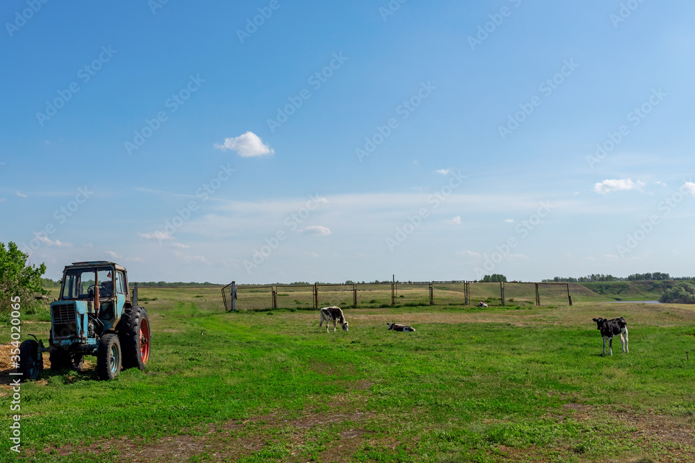 Tractor and cows in a green meadow. Rural landscape. Pasture in the village in summer and blue sky Tractor and cows in a green meadow. Rural landscape. Pasture in the village in summer and blue sky