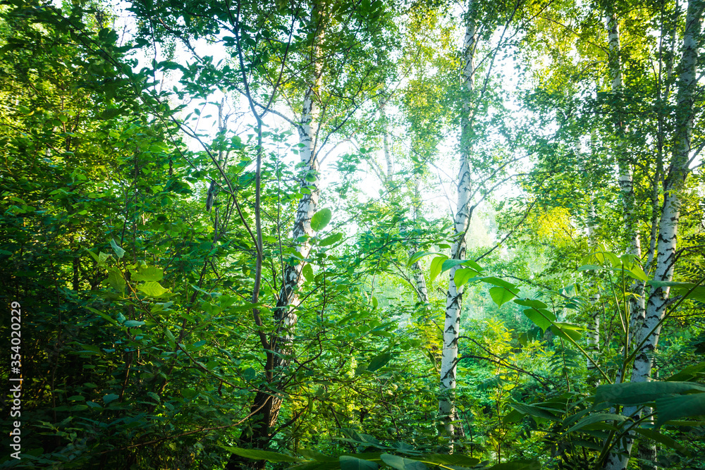 Fototapeta premium Beautiful place in deep of wild summer forest