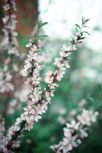 Fresh spring flowers on the branches. Blurred background.