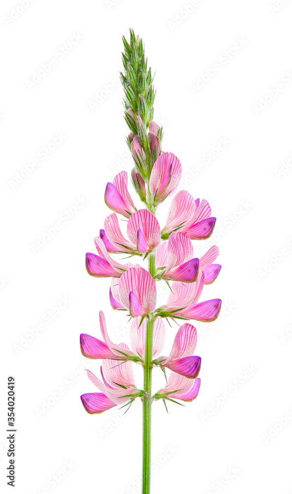 Onobrychis viciifolia, also known as Onobrychis sativa or common sainfoin. Flower on a white background