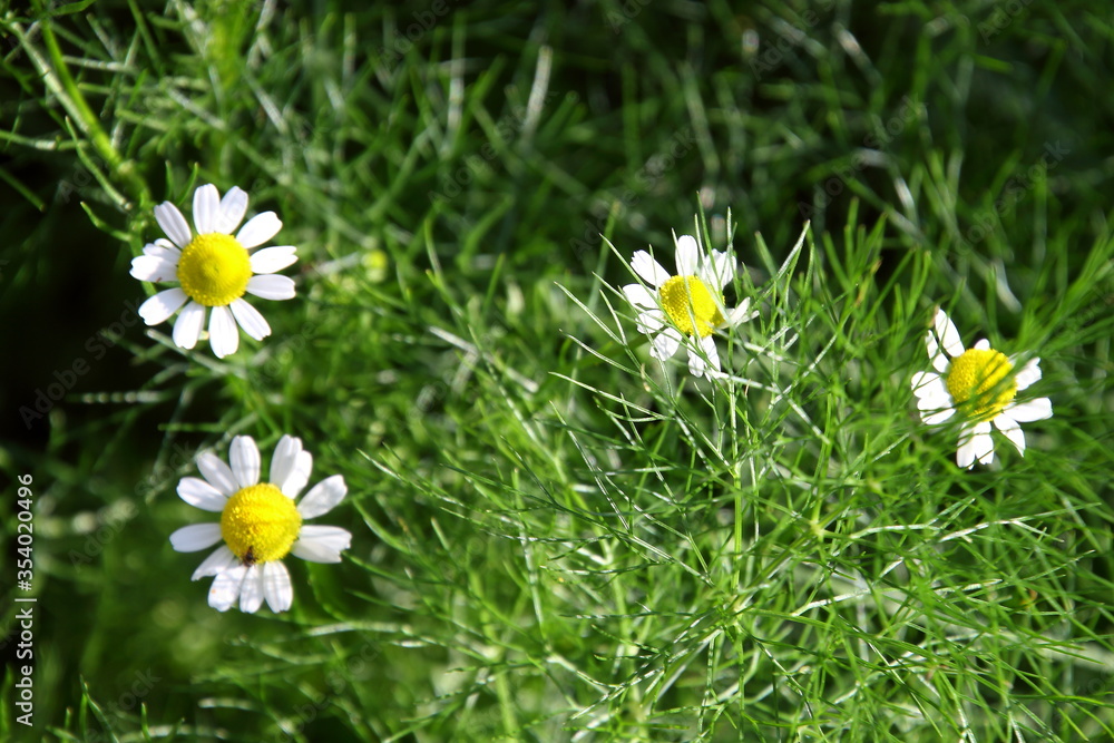 real wild camomile blossoms in the forest real wild camomile blossoms in the forest