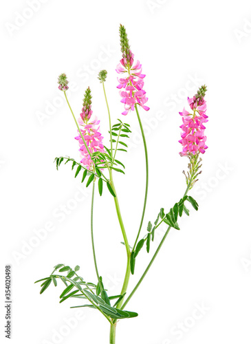 Onobrychis viciifolia  also known as Onobrychis sativa or common sainfoin. Agricultural plant on a white background
