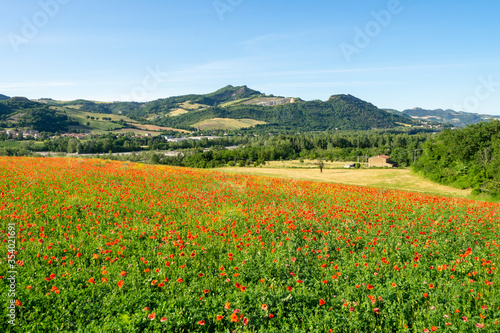 Fields full of poppies in Marecchia Valley