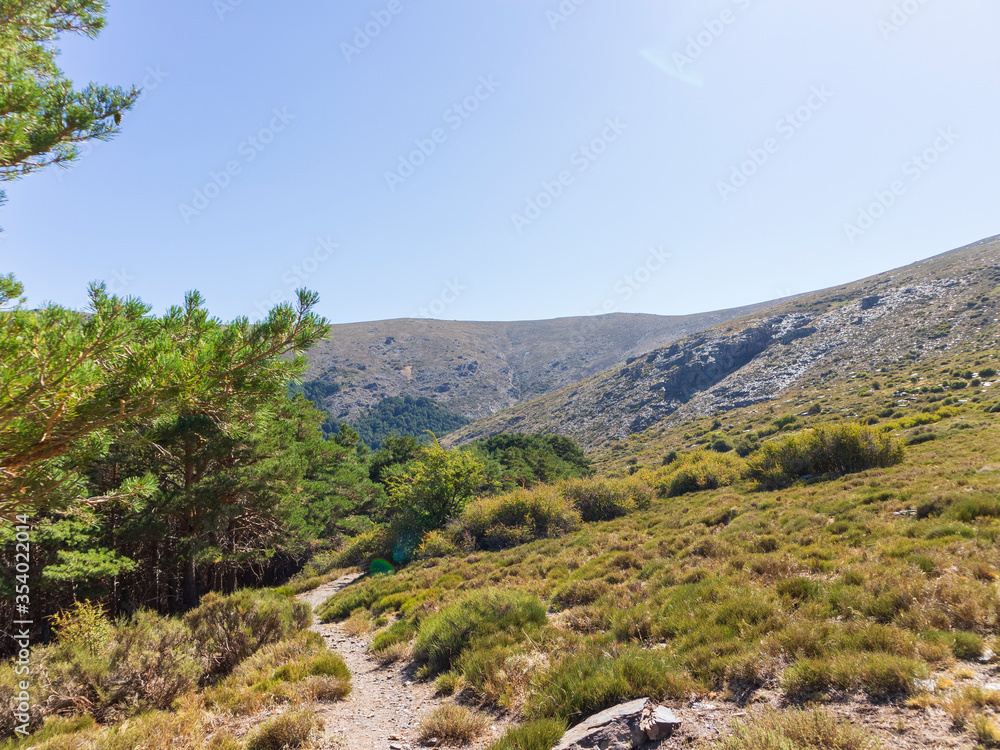 pine forest in Sierra Nevada (Spain) 