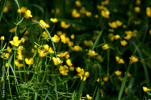 Blooming meadow with yellow flowers.