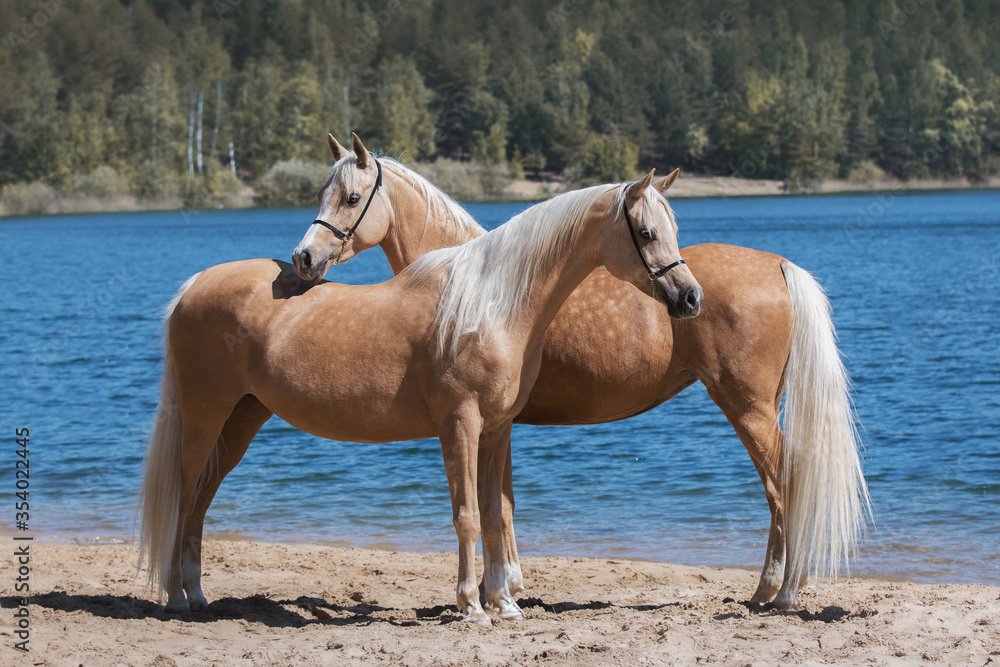 Two beautiful palomino horses with a long mane standing near blue water on summer background, profile side view Two beautiful palomino horses with a long mane standing near blue water on summer background, profile side view