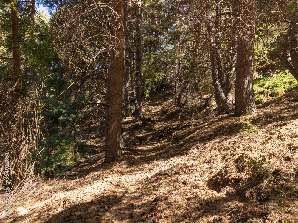 pine forest in Sierra Nevada (Spain) 