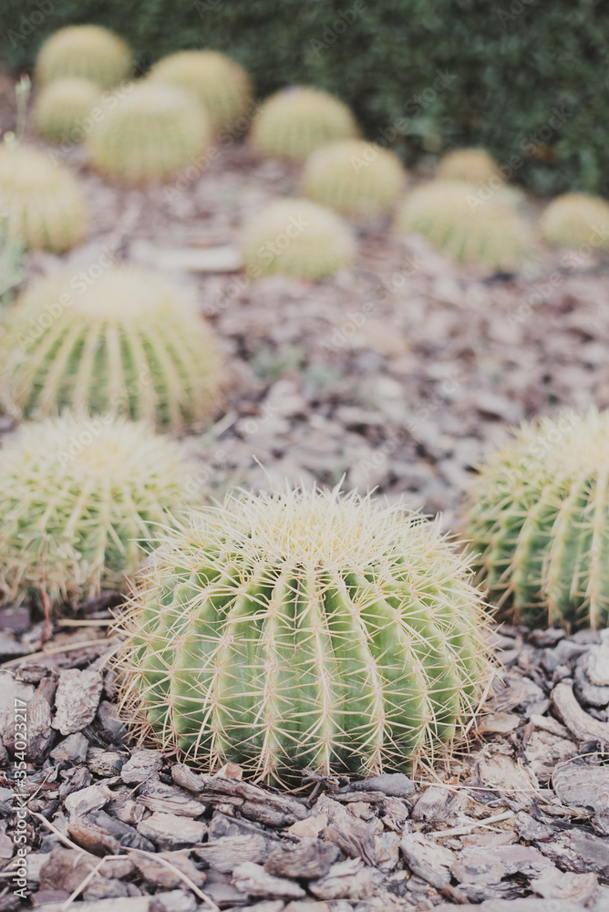 Outdoor garden with big ball shaped cactus. Desert plant Outdoor garden with big ball shaped cactus. Desert plant