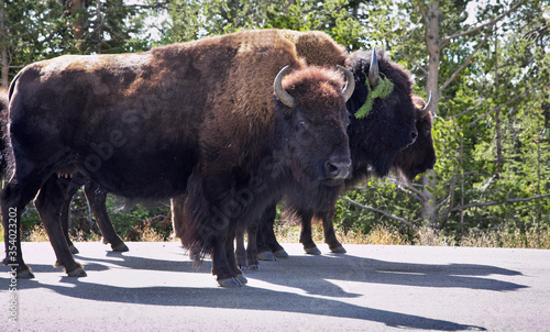 Bisons in Yelloustone national park