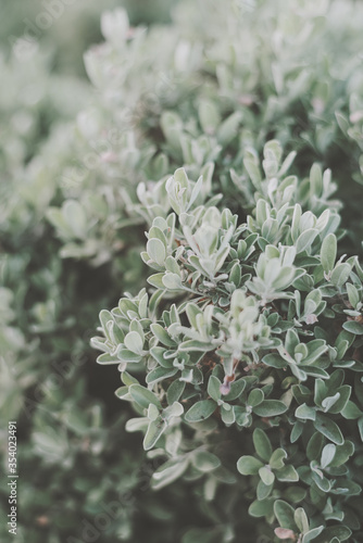 Vertical background with bush leaves, toned image. Green plant