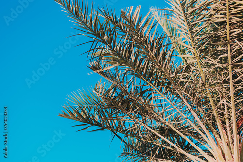 Part of palm tree and blue sky. Tropical plant. Summer background