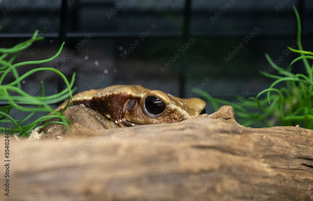 brown tropical frog with black smart eyes brown tropical frog with black smart eyes
