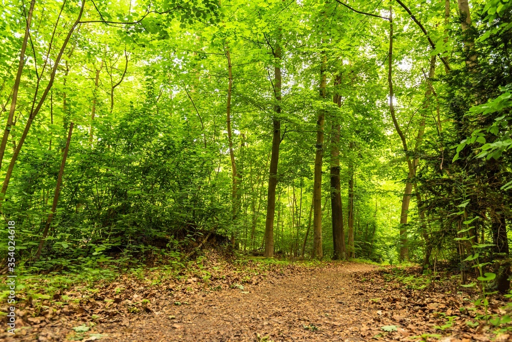 Fototapeta premium einsamer Buchenwald mit Waldweg im Sommer