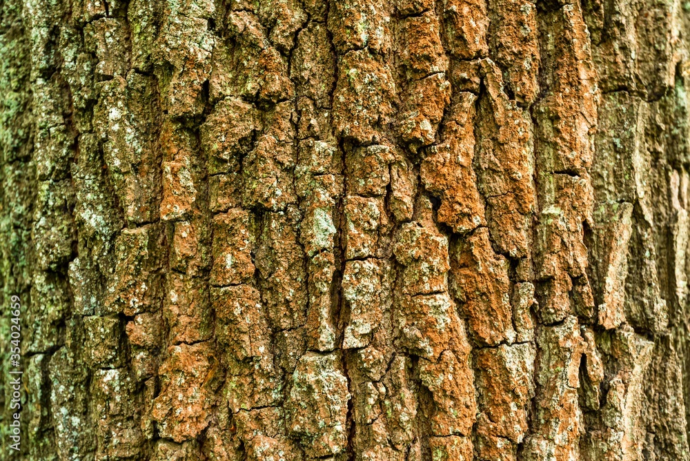 Textur und Hintergrund Rinde der Eiche Textur und Hintergrund Rinde der Eiche