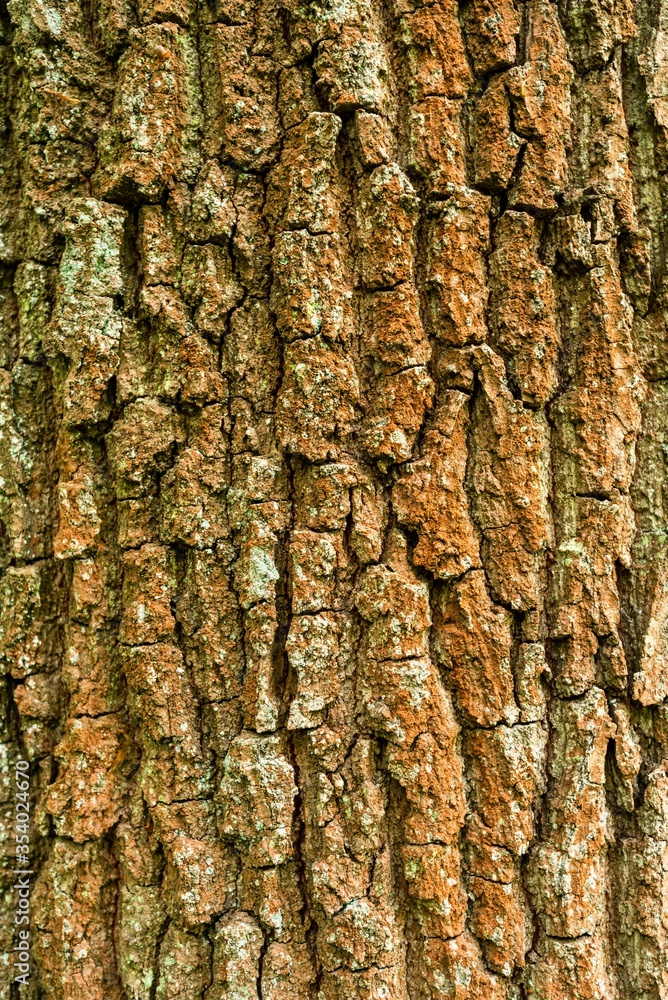 Textur und Hintergrund Rinde der Eiche Textur und Hintergrund Rinde der Eiche