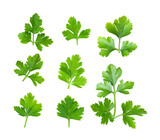 fresh parsley herb on white background. top view