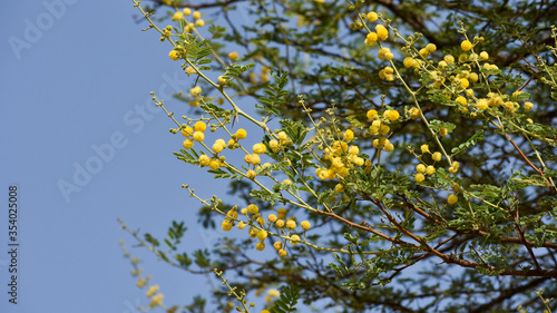 Beautiful babul flower (Vachellia nilotica) on the  branch. photo