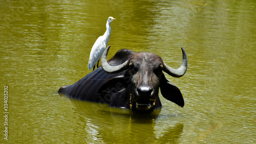 Photography Cattle egrets with the buffalo on the pond shows symbiotic relationship