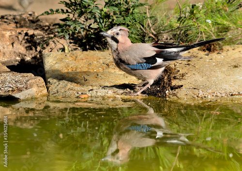 arrendajo posado en una piedra con musgo en el estanque  (Garrulus glandarius) Marbella Andalucía España  © JOSE ANTONIO