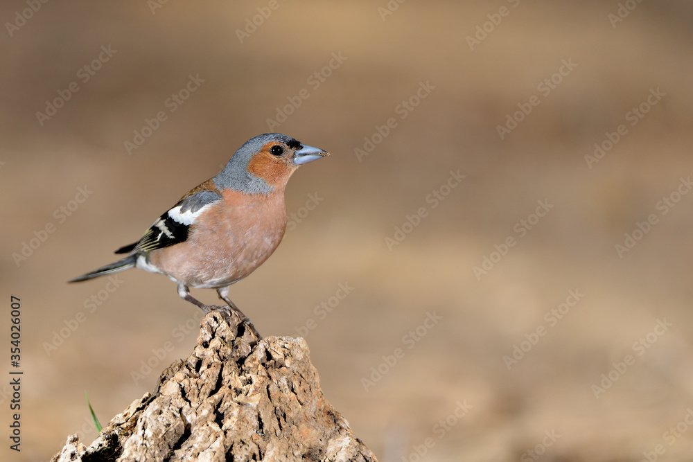 pinzón vulgar macho posado en un tronco en el suelo (Fringilla coelebs) Marbella Andalucía España pinzón vulgar macho posado en un tronco en el suelo (Fringilla coelebs) Marbella Andalucía España