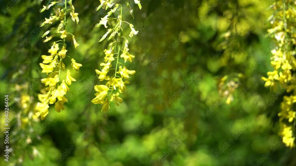 Close up of laburnum tree flowers known as golden chain or golden rain moving around as the wind blows.  Blurred out bokeh background with crisp focus on the yellow flowers in foreground