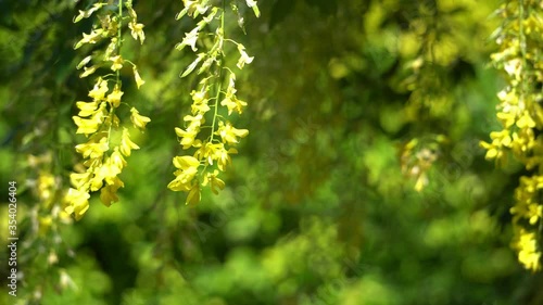 Close up of laburnum tree flowers known as golden chain or golden rain moving around as the wind blows.  Blurred out bokeh background with crisp focus on the yellow flowers in foreground