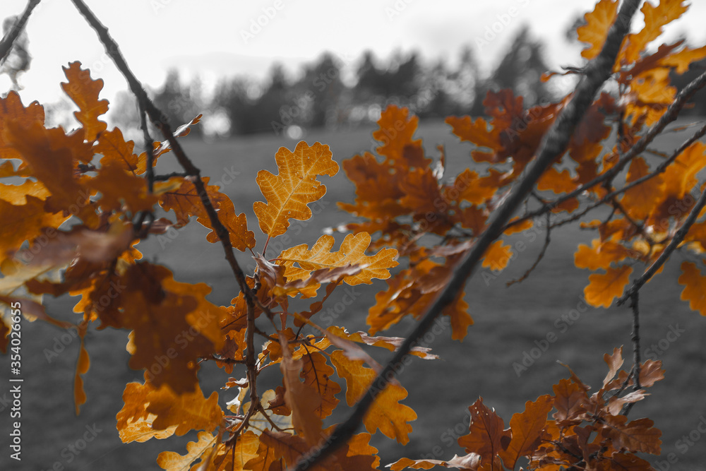 Color isolation effect of oak leaves in autumn, Collepietra - Steinegg, South Tyrol, Italy. Concept: autumn landscape in the Dolomites Color isolation effect of oak leaves in autumn, Collepietra - Steinegg, South Tyrol, Italy. Concept: autumn landscape in the Dolomites