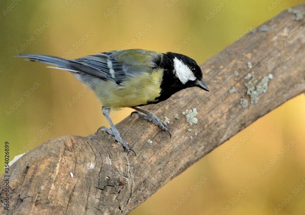 Obraz premium carbonero en el tronco de un árbol (Parus major)