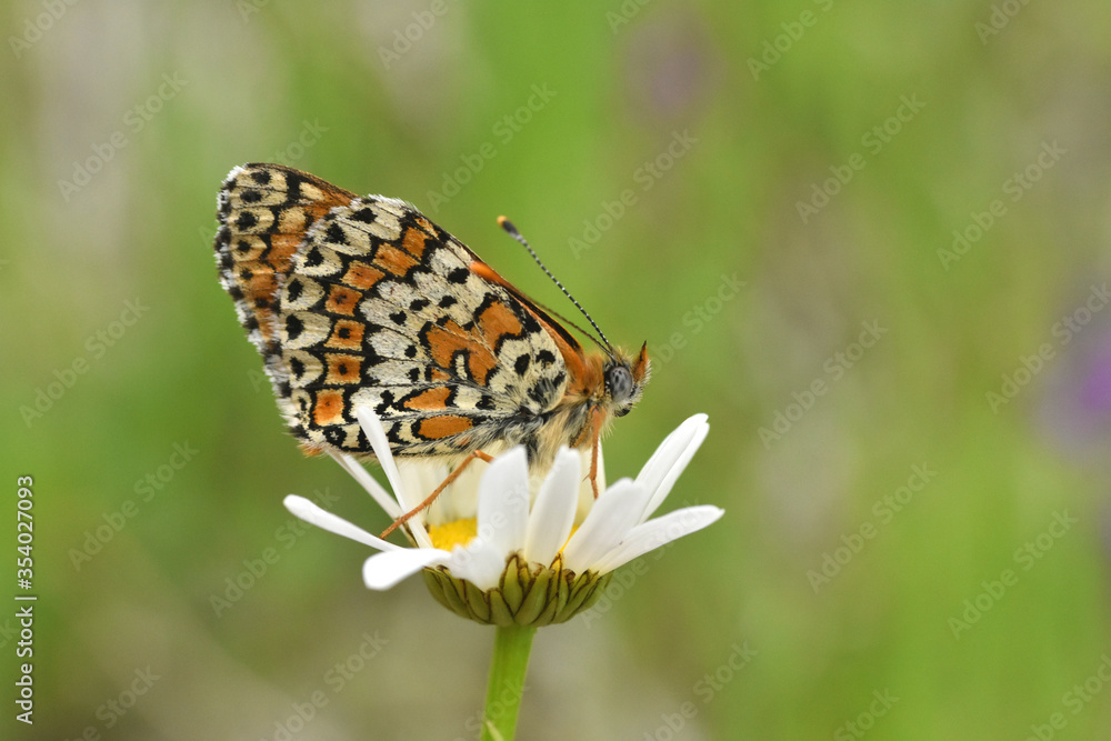 Melitaea cinxia, Glanville Fritillary butterfly on wild flower. Colorful butterfly isolated on green meadow Melitaea cinxia, Glanville Fritillary butterfly on wild flower. Colorful butterfly isolated on green meadow
