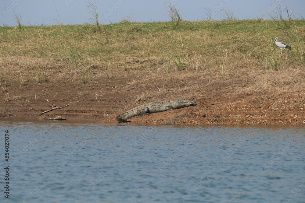 Fototapeta premium crocodile in the water