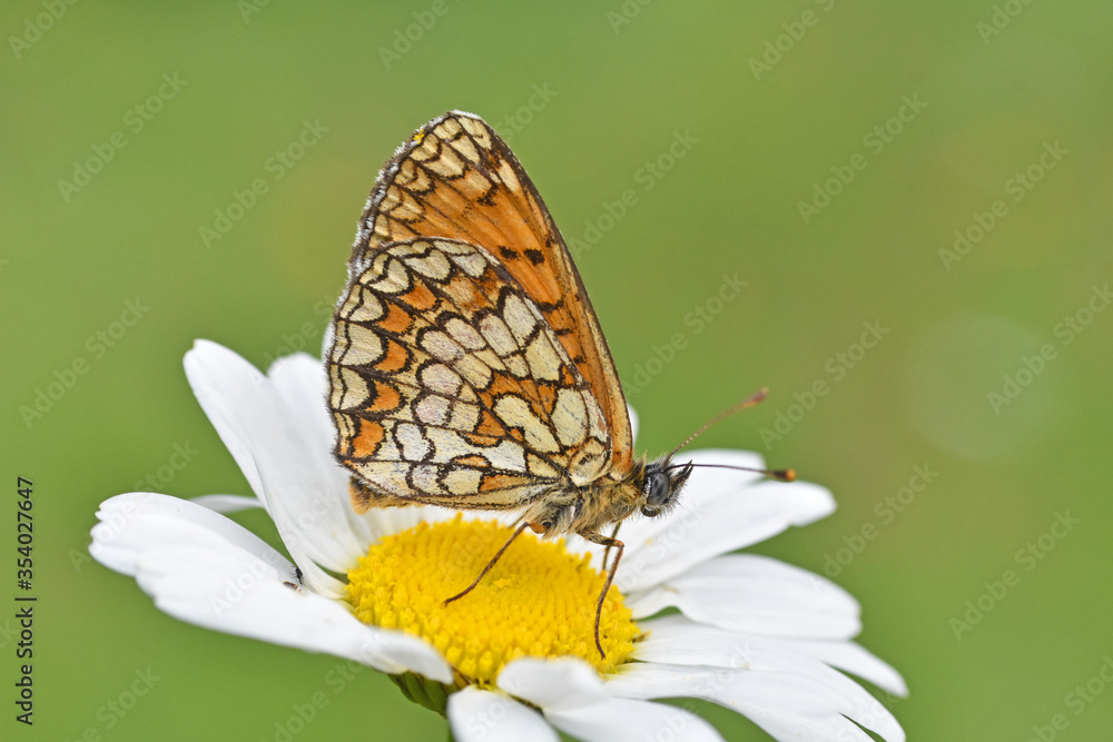 Fototapeta premium The heath fritillary butterfly (Melitaea athalia). Beautiful fritillary butterfly on meadow