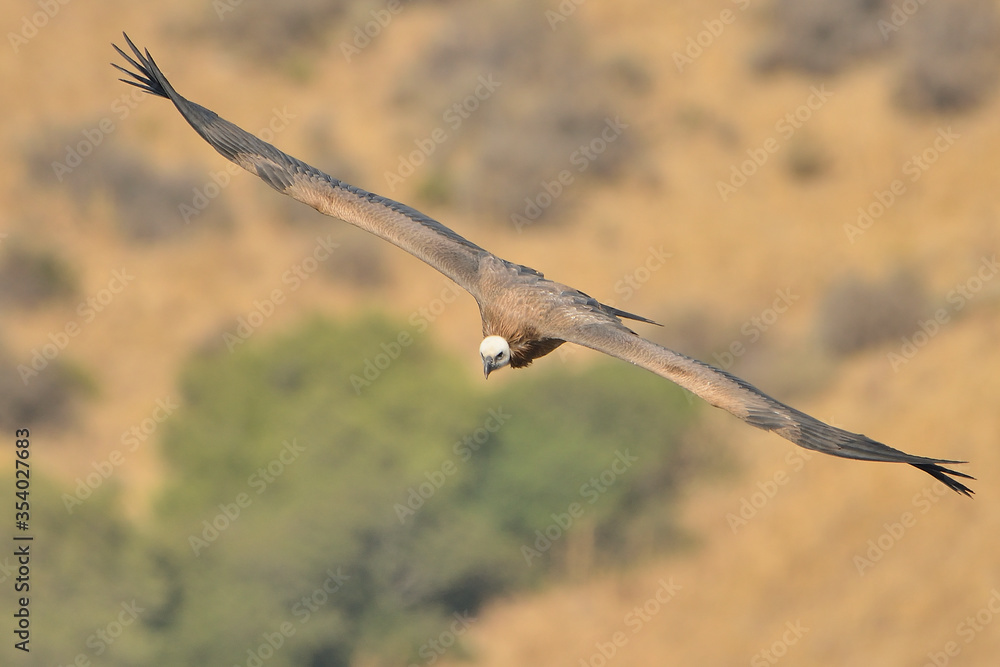 buitre leonado volando monte verde (Gyps fulvus) Casares Málaga España buitre leonado volando monte verde (Gyps fulvus) Casares Málaga España