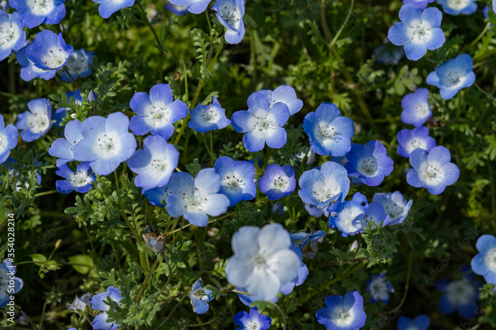 California bluebell), in soft light and shadow. California bluebell), in soft light and shadow.