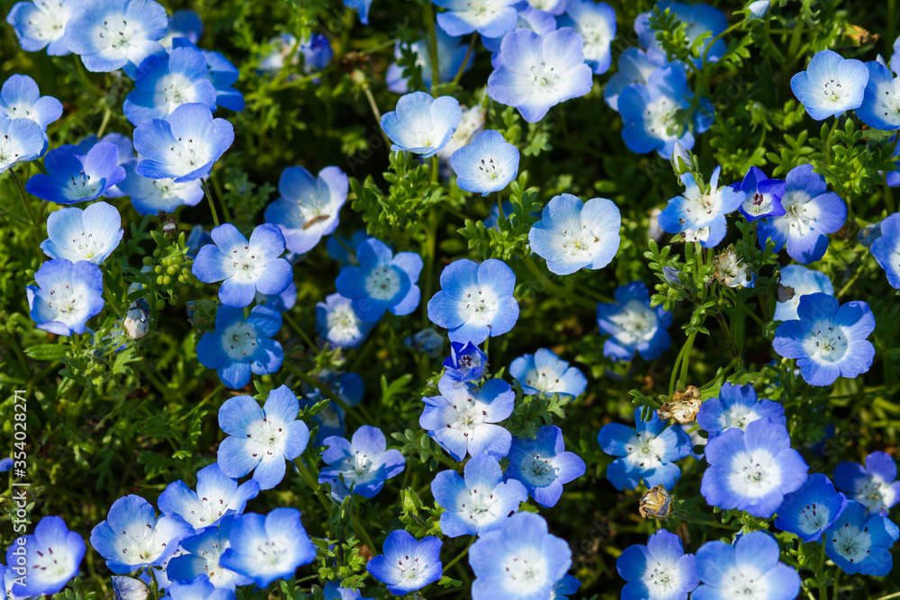 California bluebell), in soft light and shadow. California bluebell), in soft light and shadow.