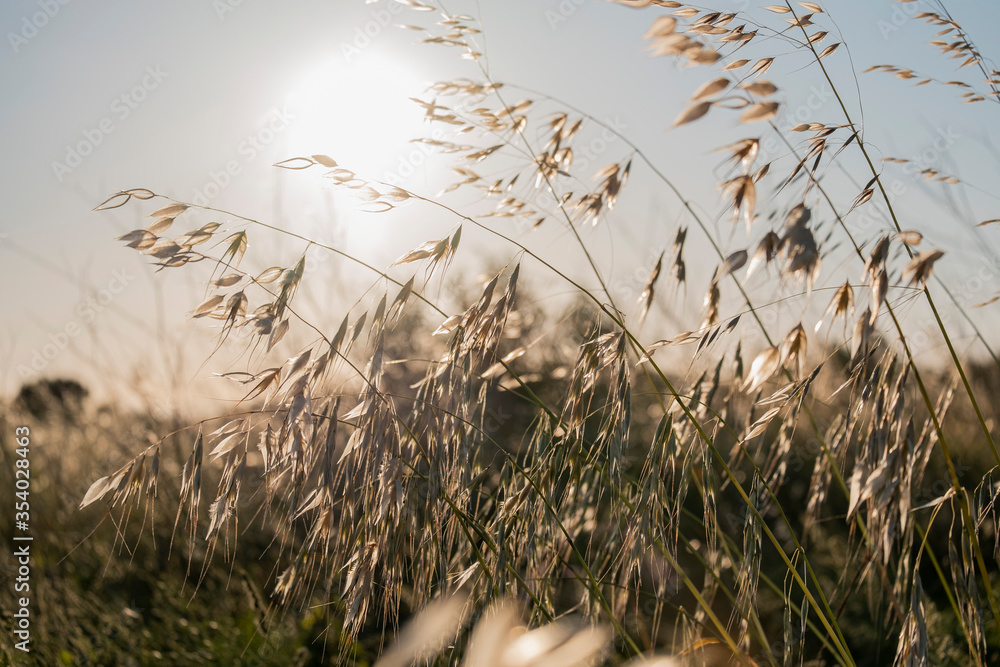 Obraz premium Paisaje de verano al atardecer espigas a contraluz