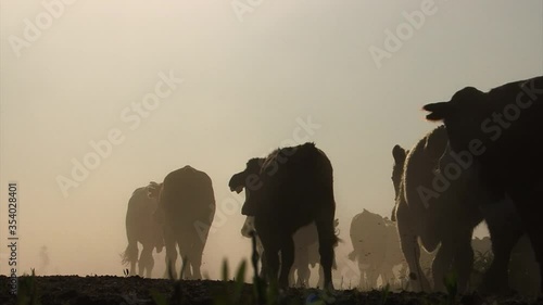 Cattle running out of the pen,  the dust creates silhouettes